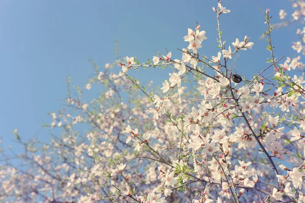 Fondo del árbol de flores de almendras de primavera. enfoque selectivo . —  Fotos de Stock