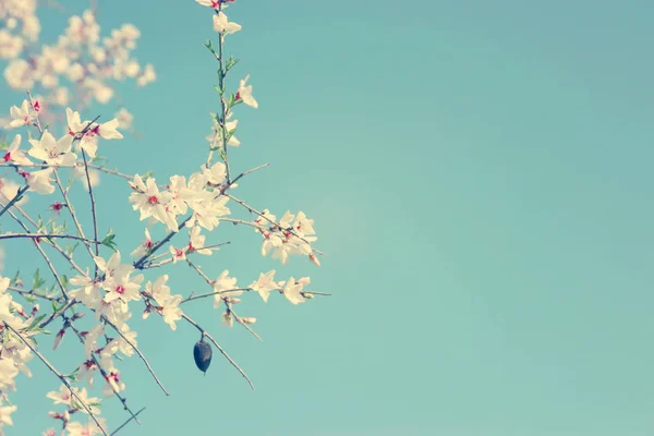 Background of spring almond blossoms tree. selective focus. — Stock Photo, Image