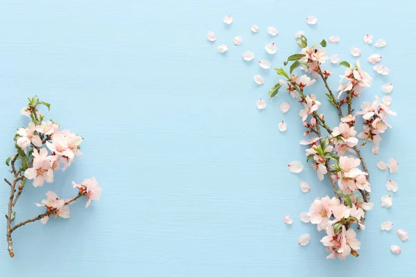 Фотография весеннего белого цветения вишни на пастельно-голубом деревянном фоне. Вид сверху, плоская кладка — стоковое фото