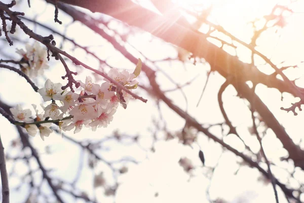 Background of spring almond blossoms tree. selective focus — Stock Photo, Image