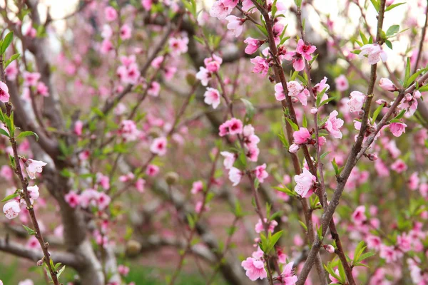 Hintergrund der Frühlingsblüte Baum mit rosa schönen Blumen. Selektiver Fokus — Stockfoto