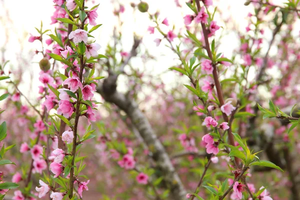 Hintergrund der Frühlingsblüte Baum mit rosa schönen Blumen. Selektiver Fokus — Stockfoto