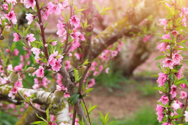 Hintergrund der Frühlingsblüte Baum mit rosa schönen Blumen. Selektiver Fokus — Stockfoto