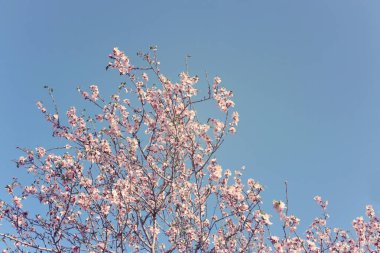 Bahar kiraz çiçekleri ağacının arka planı. seçici odak.