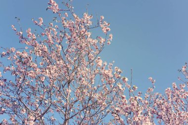 Bahar kiraz çiçekleri ağacının arka planı. seçici odak.