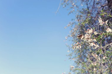 arka plan ağaç bahar kiraz çiçekleri ve güzel kelebek çiçek nektar toplar. seçici odak