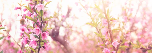 Фон весеннего басового дерева с розовыми красивыми цветками. селективный фокус — стоковое фото