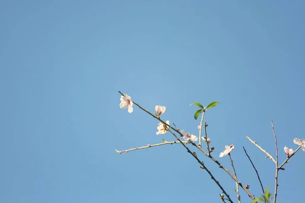 Fondo del árbol de flores de cerezo de primavera. enfoque selectivo. —  Fotos de Stock