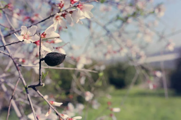 Background of spring almond blossoms tree. selective focus. — Stock Photo, Image