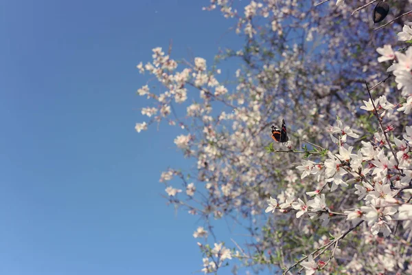 Hintergrund des Frühlings Kirschblüten Baum und schönen Schmetterling sammelt Nektar aus der Blume. Selektiver Fokus — Stockfoto