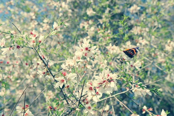 Jarní Třešňové květy stromu a krásný motýl shromažďuje nektar z květu. Selektivní fokus — Stock fotografie
