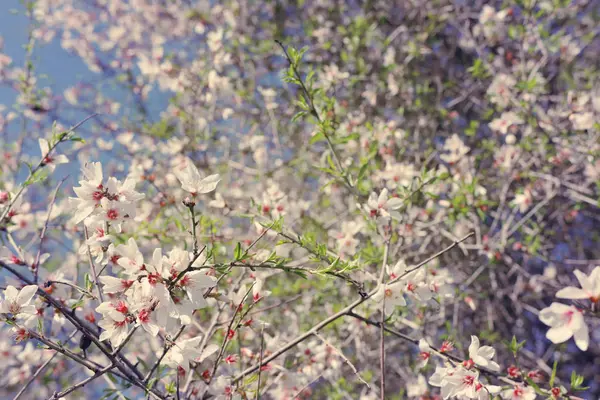 Fundo Árvore Flores Amêndoa Primavera Foco Seletivo — Fotografia de Stock