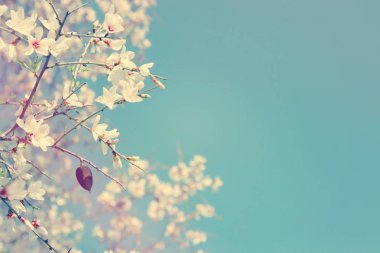 arka plan ağaç bahar badem çiçeği. seçici odak.