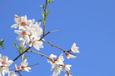 arka plan ağaç bahar badem çiçeği. seçici odak.