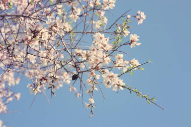 arka plan ağaç bahar badem çiçeği. seçici odak.