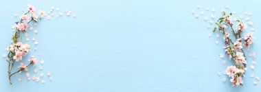 pastel mavi ahşap arka plan ağaç bahar beyaz kiraz çiçeği fotoğrafı. Yukarıdan görüntülemek, yat