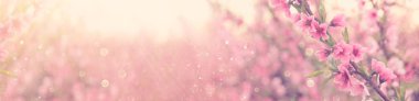 soyut ve rüya gibi banner arka plan, pembe çiçekli ağaç bahar çiçekleri. seçici odak. Glitter yerleşimi
