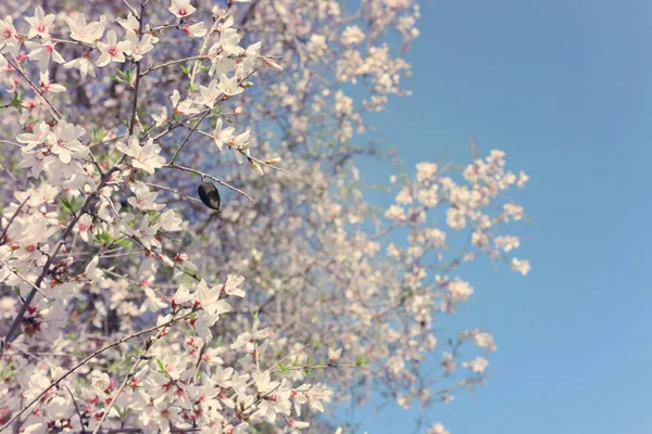 Arka plan ağaç bahar badem çiçeği. seçici odak. — Stok fotoğraf