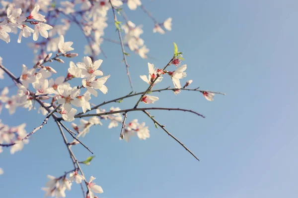 Fondo del árbol de flores de almendras de primavera. enfoque selectivo . —  Fotos de Stock