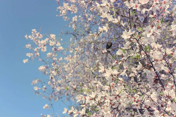 Fondo del árbol de flores de almendras de primavera. enfoque selectivo . —  Fotos de Stock