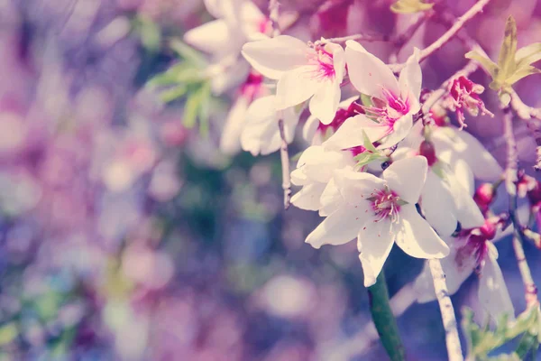 Background of spring almond blossoms tree. selective focus. — Stock Photo, Image