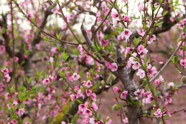 Hintergrund der Frühlingsblüte Baum mit rosa schönen Blumen. Selektiver Fokus — Stockfoto