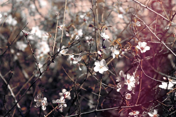 Bakgrund av våren körsbär blommar trädet och vacker fjäril samlar nektar från blomman. selektivt fokus — Stockfoto