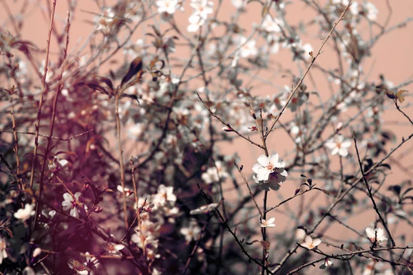 Bakgrund av våren körsbär blommar trädet och vacker fjäril samlar nektar från blomman. selektivt fokus — Stockfoto