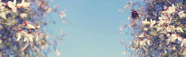 Hintergrund des Frühlings Kirschblüten Baum und schönen Schmetterling sammelt Nektar aus der Blume. Selektiver Fokus — Stockfoto
