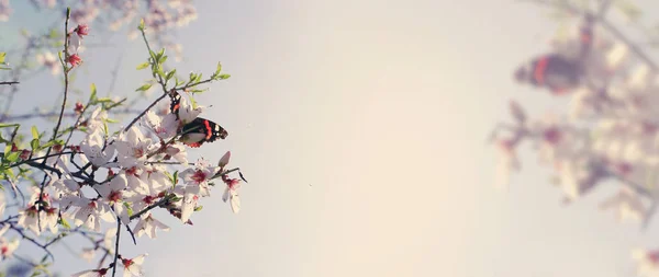 春の桜の木と美しい蝶の背景は、花から蜜を収集します。選択と集中 — ストック写真