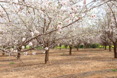Bahar ayının beyaz kiraz ağaçları fidanlığının arka planı. seçici odak
