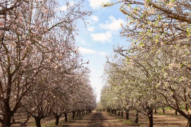 Bahar ayının beyaz kiraz ağaçları fidanlığının arka planı. seçici odak