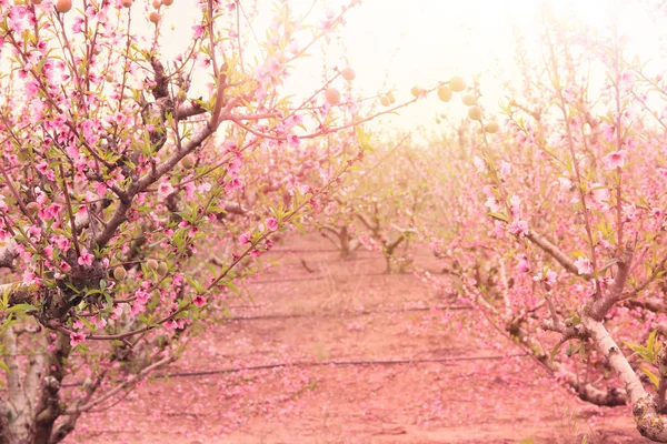 Фон весеннего басового дерева с розовыми красивыми цветками. селективный фокус — стоковое фото