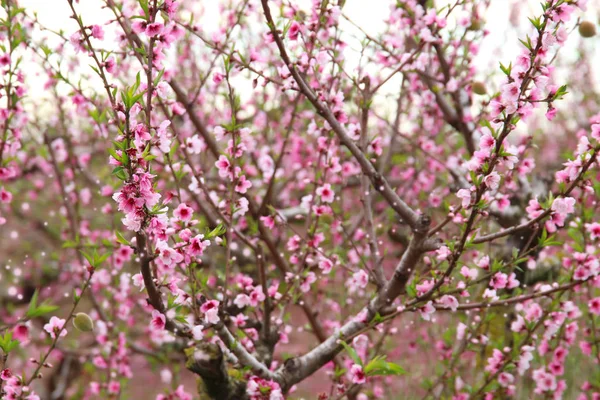 Με φόντο την άνοιξη blossom δέντρο με ροζ λουλούδια. επιλεκτική εστίαση — Φωτογραφία Αρχείου