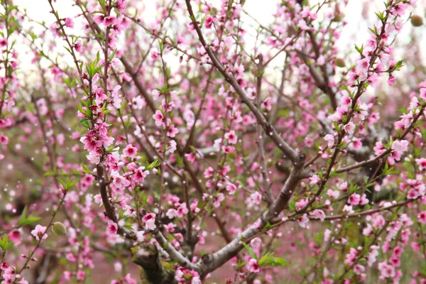 Hintergrund der Frühlingsblüte Baum mit rosa schönen Blumen. Selektiver Fokus — Stockfoto