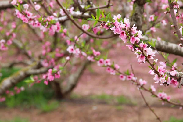 Hintergrund der Frühlingsblüte Baum mit rosa schönen Blumen. Selektiver Fokus — Stockfoto