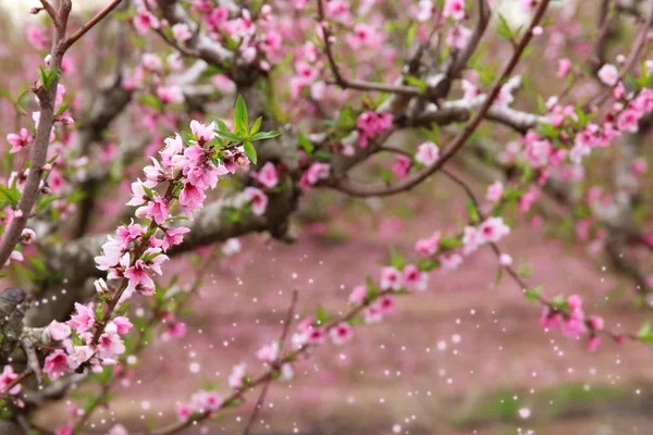 Bakgrund av spring blossom träd med rosa vackra blommor. selektivt fokus — Stockfoto