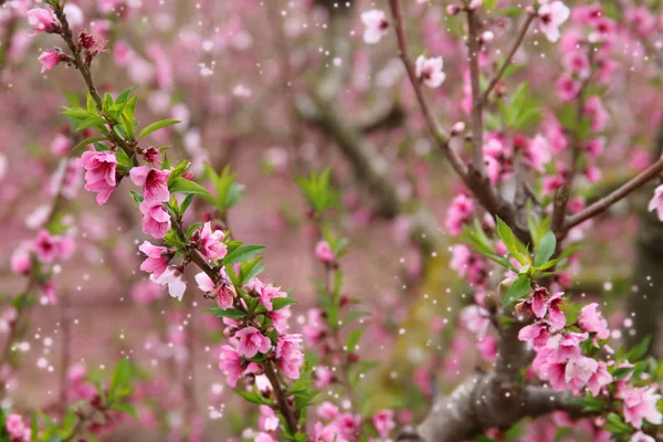 Hintergrund der Frühlingsblüte Baum mit rosa schönen Blumen. Selektiver Fokus — Stockfoto