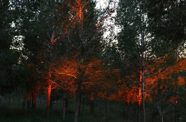 木の中で夕日の光バーストの抽象的な写真がぼけてます。 — ストック写真