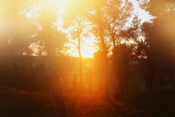 Размытое абстрактное фото солнечного света, вспыхнувшего среди деревьев и боке — стоковое фото