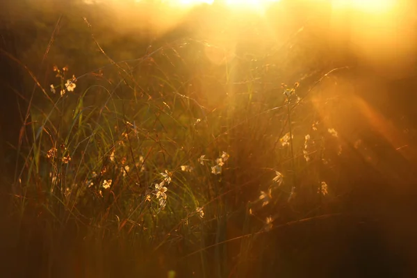 Размытая абстрактная фотография заката света вспыхнул среди цветов в лесу и боке — стоковое фото