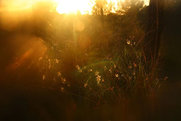 Foto abstracta borrosa de la luz del atardecer estalló entre las flores en el bosque y bokeh —  Fotos de Stock