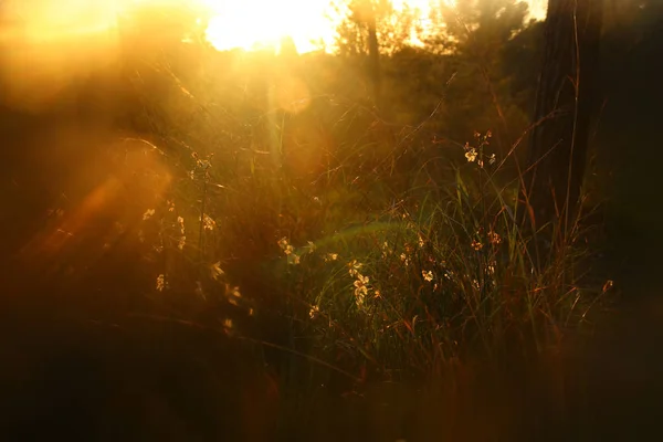 Wazig abstracte foto van de zonsondergang lichte uitbarsting onder bloemen in het forest en bokeh — Stockfoto