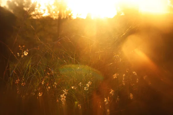 Homályos absztrakt fotó naplemente fény tört abban az erdőben és a bokeh virágok közt — Stock Fotó