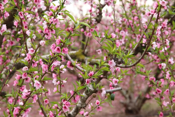 Hintergrund der Frühlingsblüte Baum mit rosa schönen Blumen. Selektiver Fokus — Stockfoto