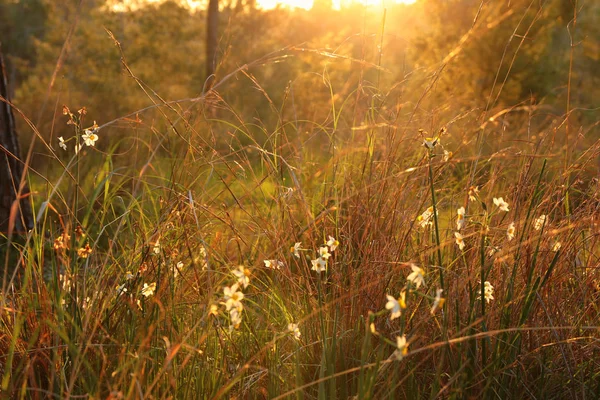 Фото солнечного света, вспыхнувшего среди цветов в лесу — стоковое фото