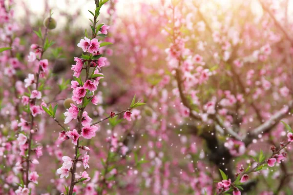 Background of spring blossom tree with pink beautiful flowers. selective focus — Stock Photo, Image