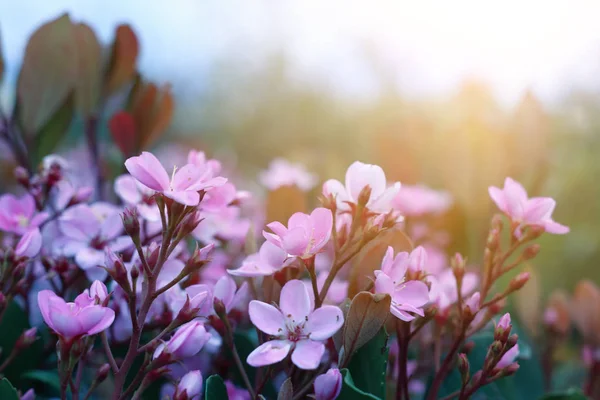 Bakgrund av våren rosa vackra blommor. selektivt fokus — Stockfoto