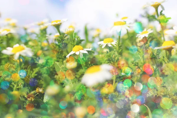 春の美しいデイジーの花の背景。選択的フォーカス — ストック写真