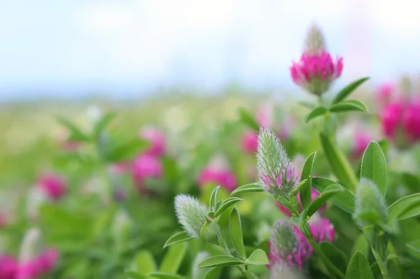 Fondo de flores hermosas de color rosa primavera. enfoque selectivo — Foto de Stock